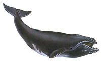 ребусы
